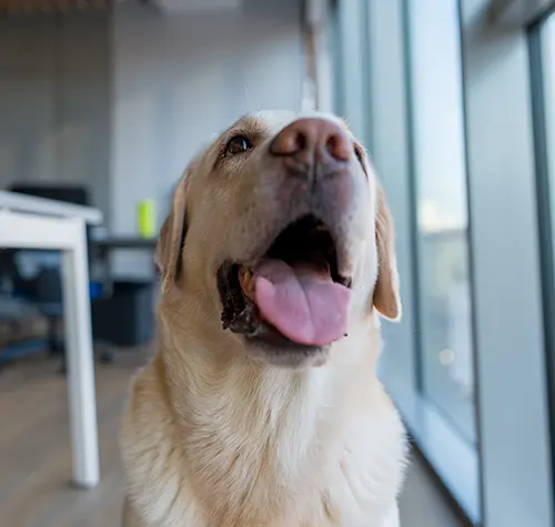 Labrador