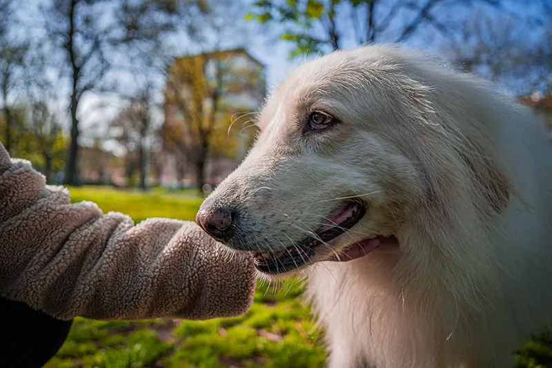 Barry, mixed-breed family dog