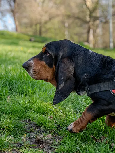 Basset hound sniffing grass