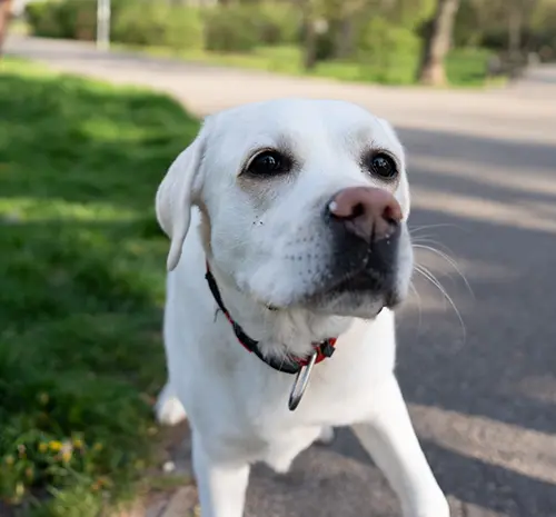 Yellow Labrador