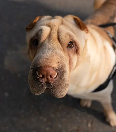 Shar-Pei close-up
