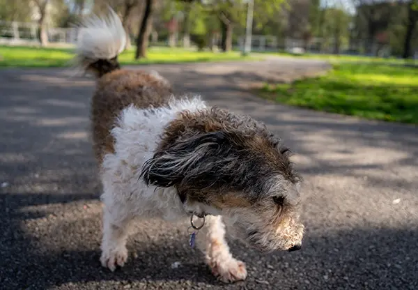 Terrier mix walking